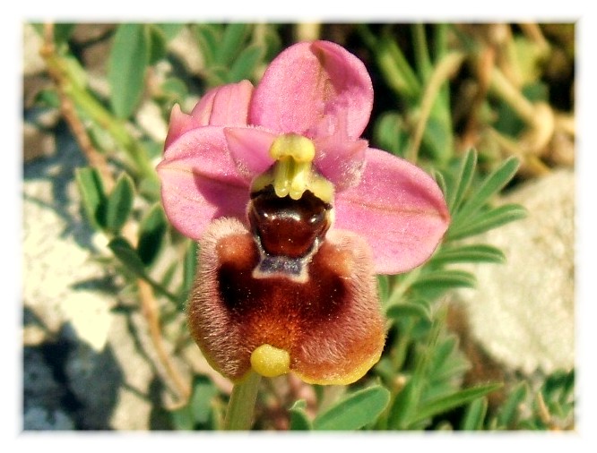 Ophrys Tenthredinifera......